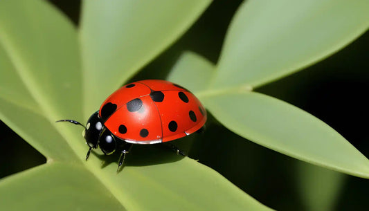 ladybird